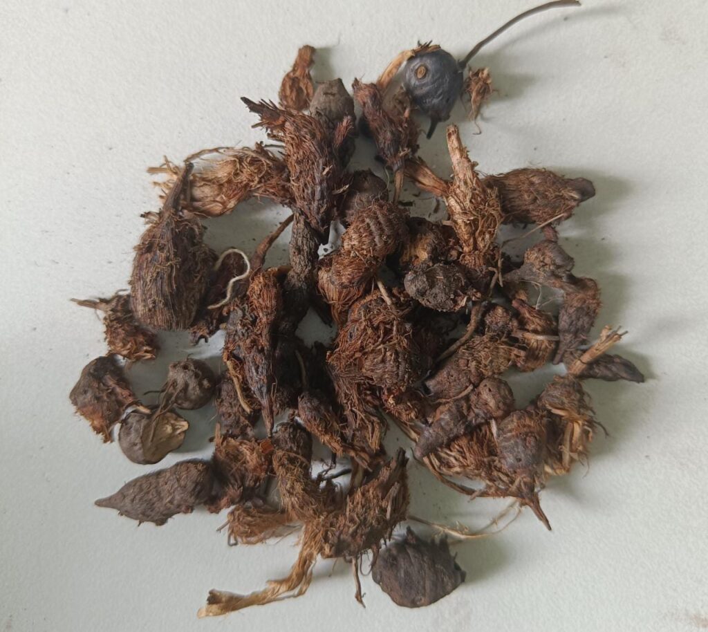Musta as an antidiarrheal agent: Ayurvedic principles and gastrointestinal applications